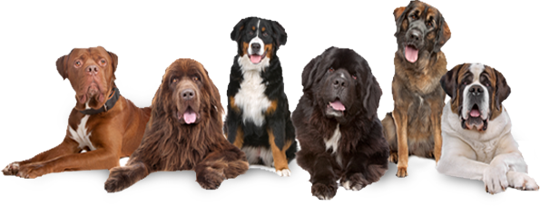 Dog training courses