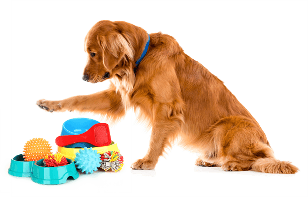 puppy training classes